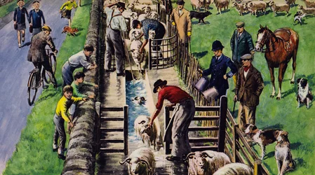 Ein Schafbad, England, 1960er Jahre